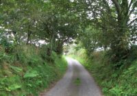 Do You Need Council Consent to Remove a Tree in Auckland?