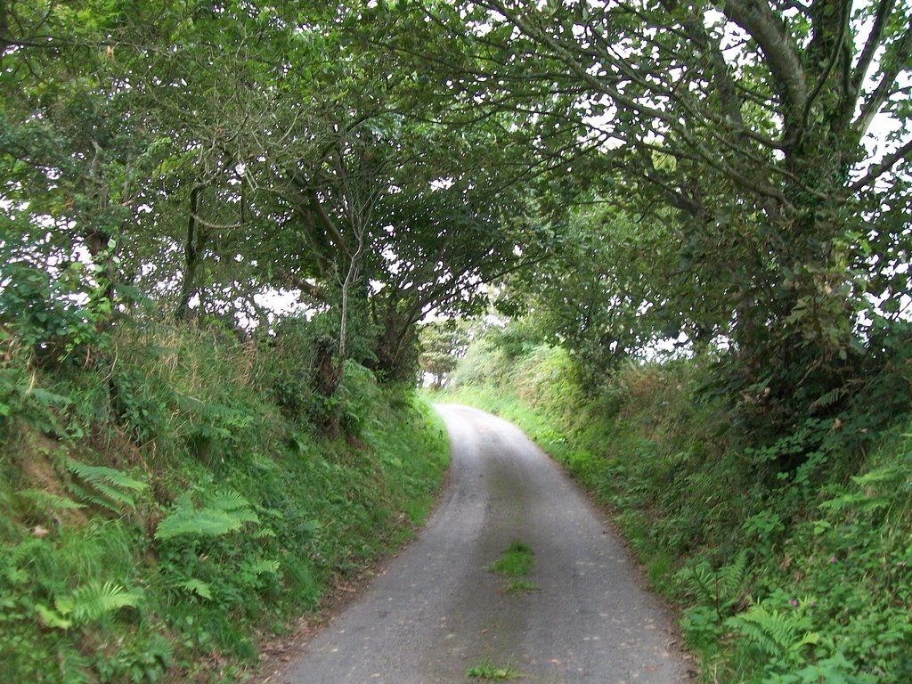 Do You Need Council Consent to Remove a Tree in Auckland?