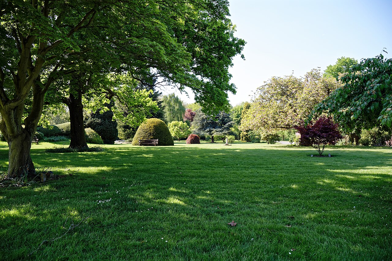 Managing Large Trees on Small Auckland Sections