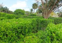 Protected Trees in Auckland: What the Rules Mean for You