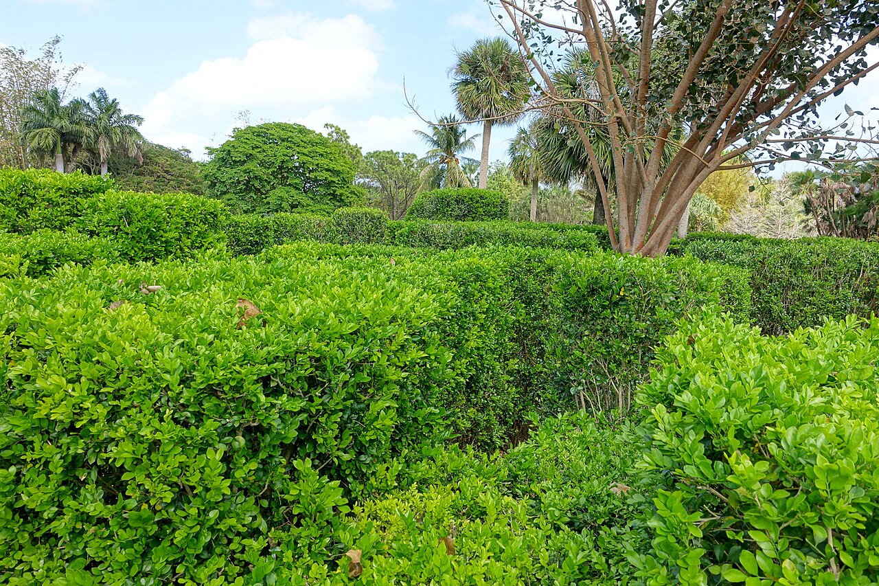 Protected Trees in Auckland: What the Rules Mean for You