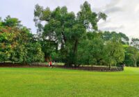 Tree Pruning in Auckland: When, Why and What It Costs