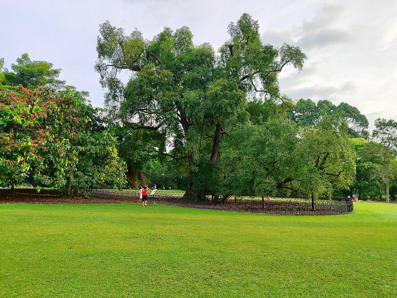 Tree Pruning in Auckland: When, Why and What It Costs